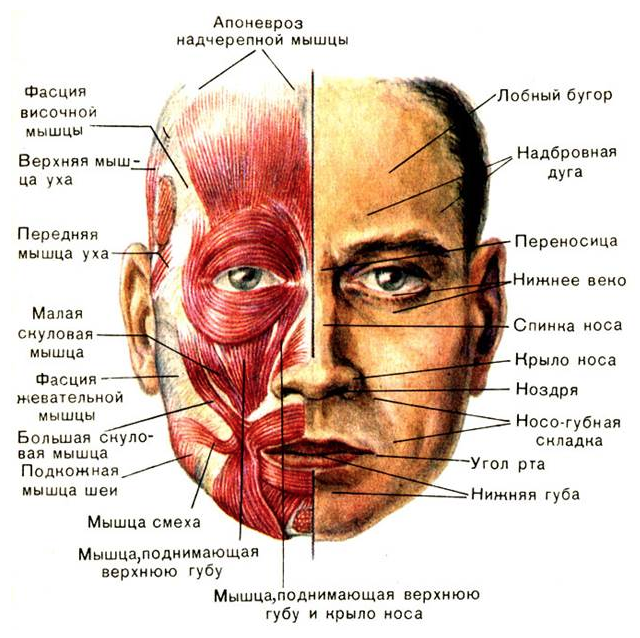 Фото мышц на лице